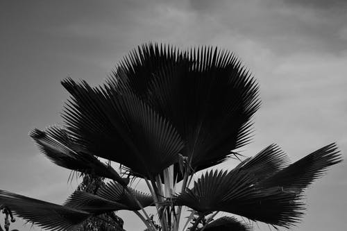 有关天性, 扇棕櫚, 棕櫚樹葉的免费素材图片