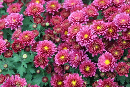 有关一串, 植物群, 樹葉的免费素材图片