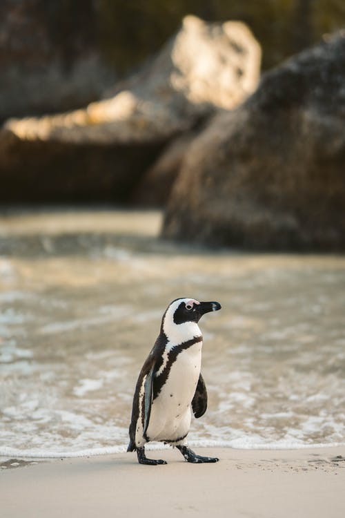 有关企鵝, 動物, 動物攝影的免费素材图片