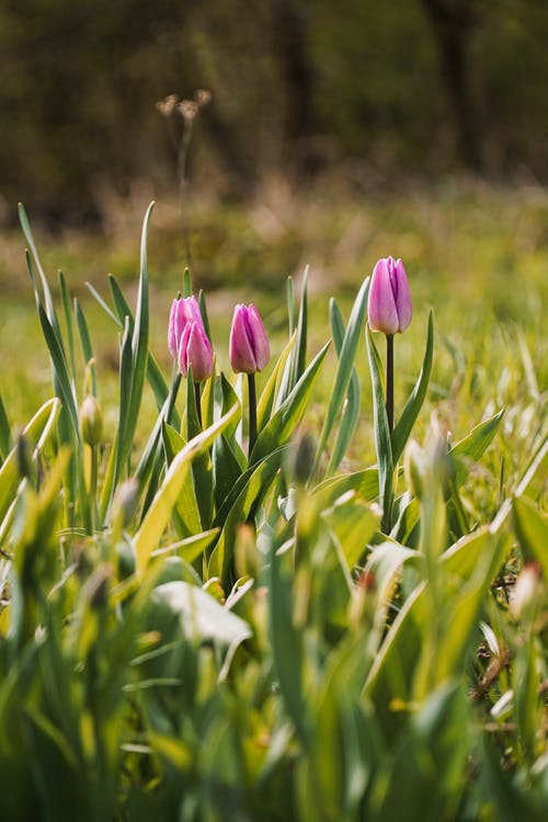 有关垂直拍摄, 天性, 季節的免费素材图片