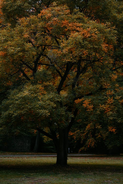有关公園, 分公司, 垂直拍摄的免费素材图片