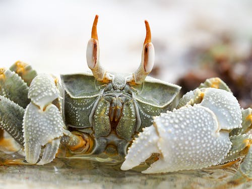 有关brachyura, 動物攝影, 十足动物的免费素材图片