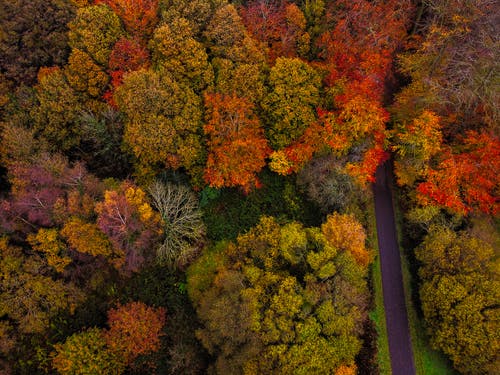 有关下落, 季節, 樹木的免费素材图片