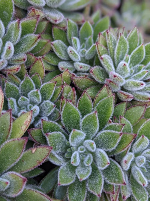 有关圖案, 增長, 多肉植物的免费素材图片