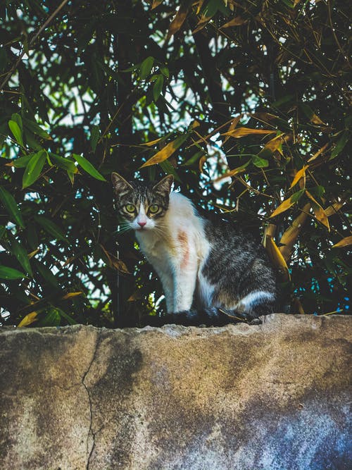 有关動物, 動物攝影, 可愛的免费素材图片