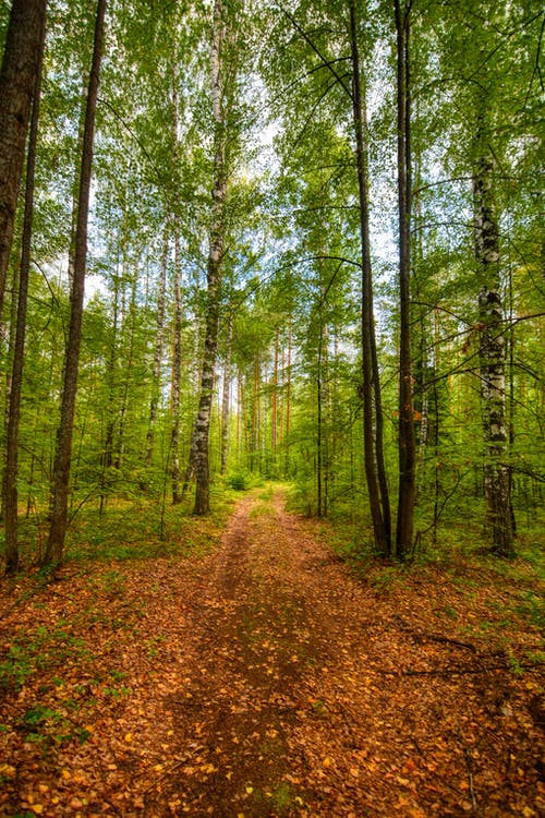 有关垂直拍摄, 小路, 森林的免费素材图片