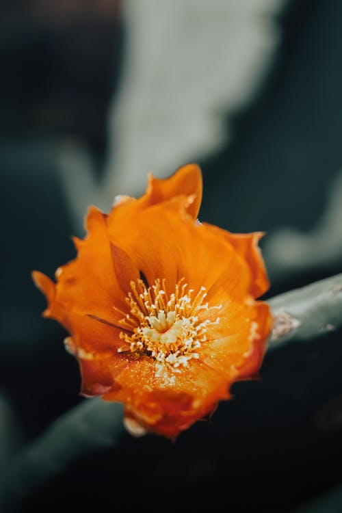 有关仙人掌花, 垂直拍摄, 景深的免费素材图片