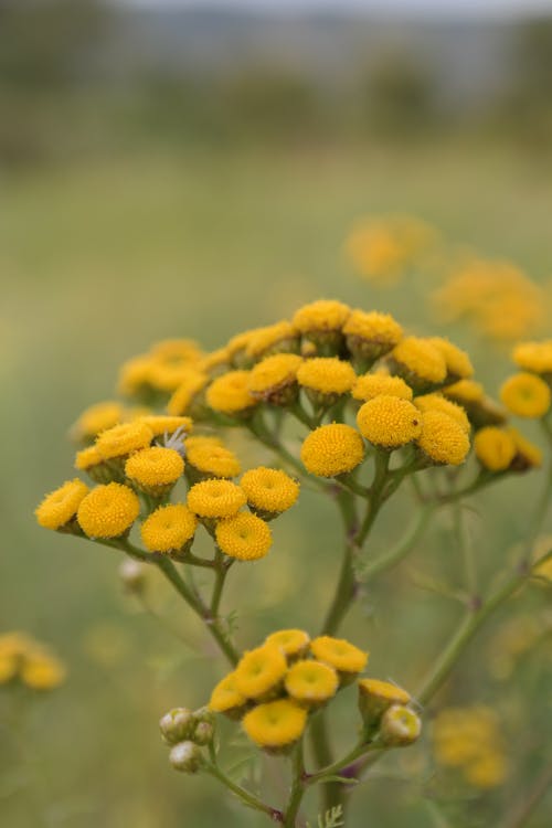 有关啤酒成本, 垂直拍摄, 幹的免费素材图片