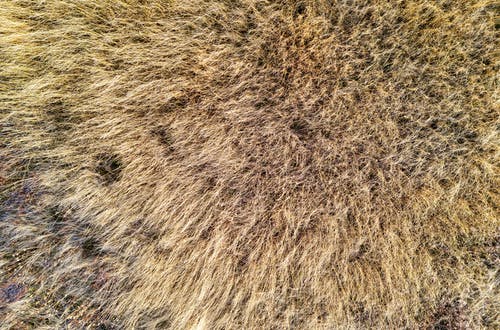 有关樹叢, 灌木, 無人空拍機的免费素材图片