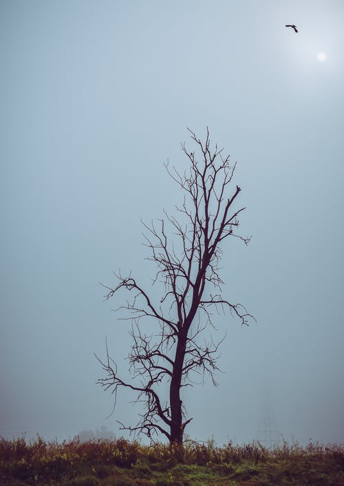 湛蓝的天空下裸树的照片 · 免费素材图片