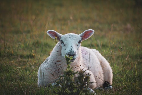 有关動物, 哺乳動物, 羊的免费素材图片