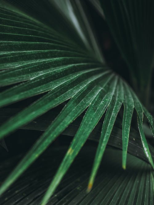有关垂直拍摄, 天性, 棕櫚樹葉的免费素材图片