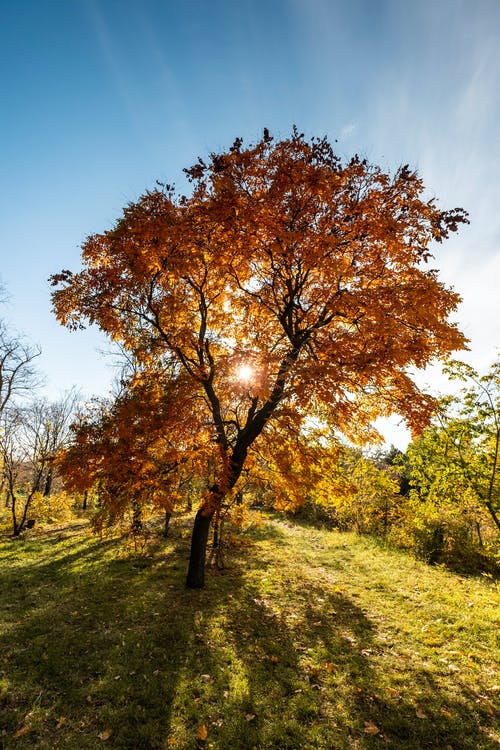 有关下落, 垂直拍摄, 樹的免费素材图片