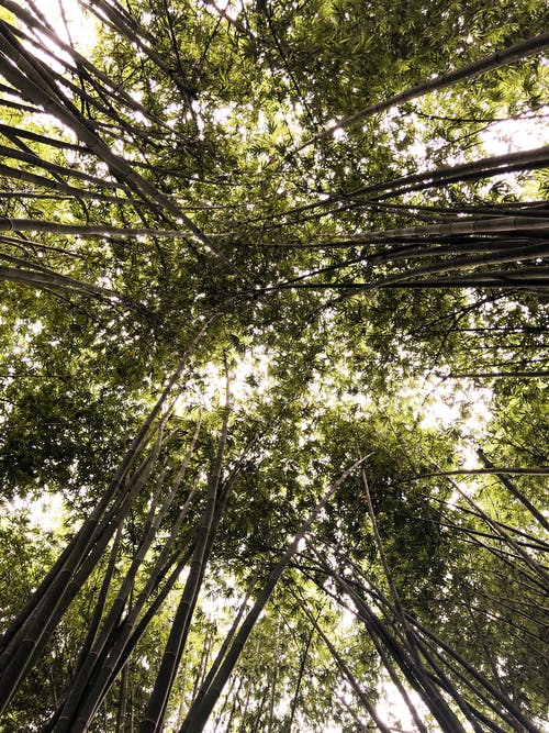 有关低角度拍攝, 垂直拍摄, 樹木的免费素材图片