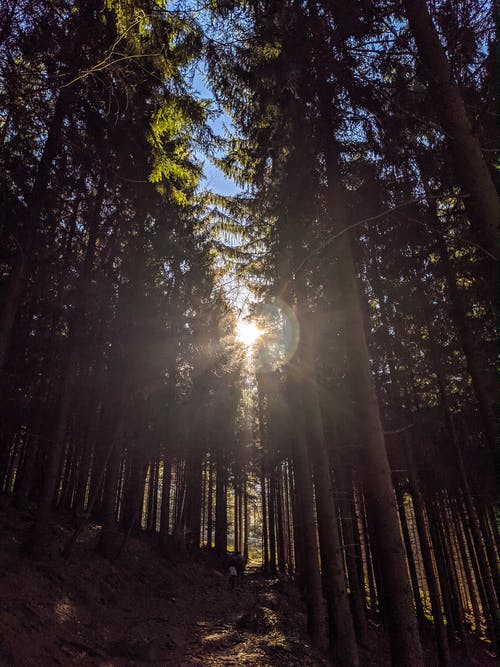 有关垂直拍摄, 太阳光线, 森林的免费素材图片