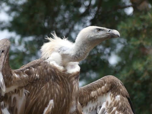 有关動物園, 格里芬秃鹫, 猛禽的免费素材图片