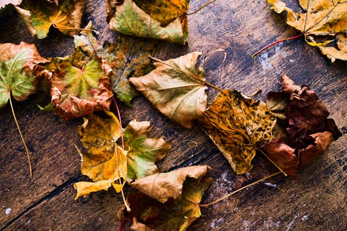 有关乾燥, 壁紙, 木桌的免费素材图片