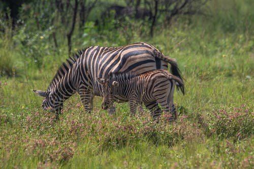 有关動物攝影, 條紋, 草的免费素材图片