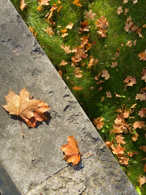 有关下落, 枯葉, 灰色混凝土的免费素材图片