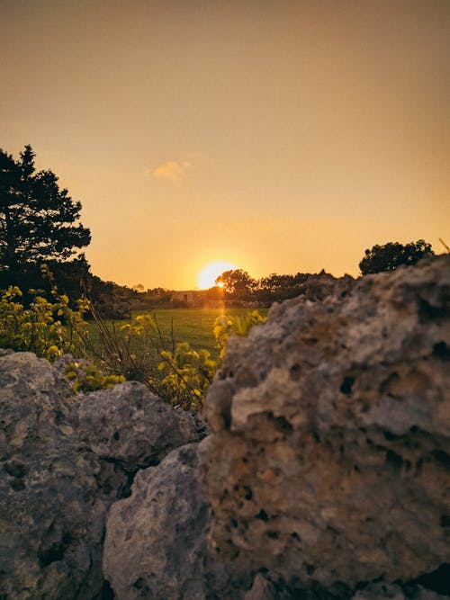 有关垂直的, 天性, 日出的免费素材图片
