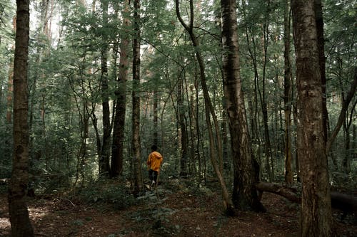 有关后视图, 增長, 孤單的免费素材图片