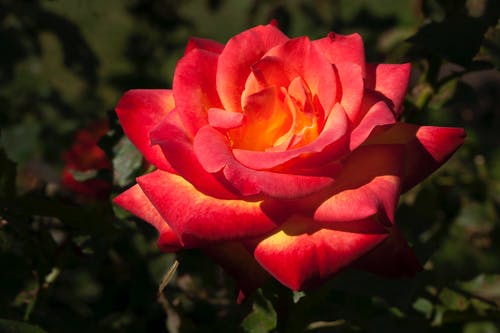 有关桌機桌面, 植物群, 浅焦点的免费素材图片