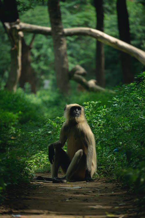 有关動物攝影, 哺乳動物, 坐的免费素材图片