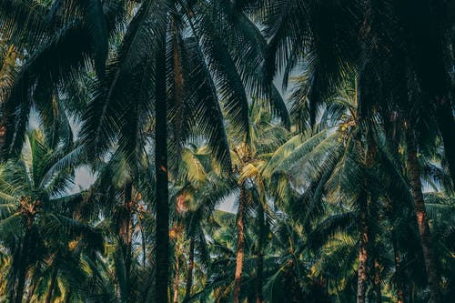 有关mentawai冲浪胜地, 日光, 椰子的免费素材图片