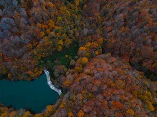 有关下落, 优美的风景, 天性的免费素材图片