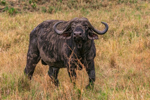 有关動物, 動物攝影, 動物肖像的免费素材图片