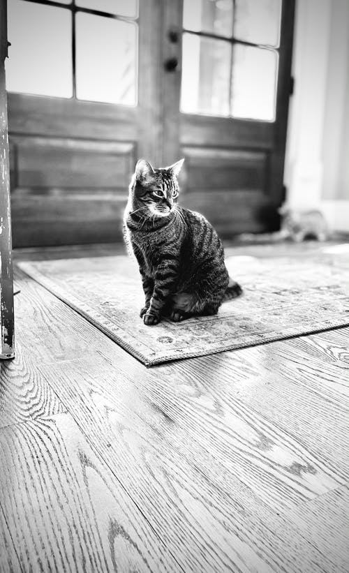 有关動物攝影, 單色, 國內的免费素材图片