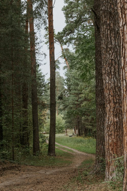 有关垂直拍摄, 小路, 森林的免费素材图片
