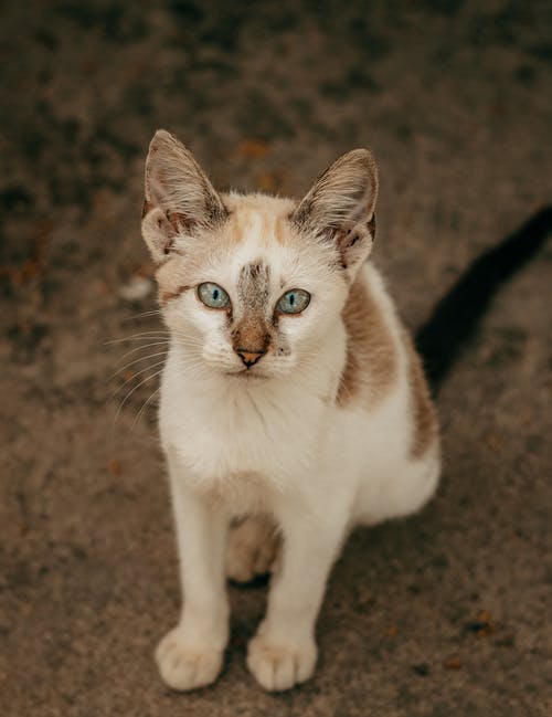 棕色土壤上的白色和棕色猫 · 免费素材图片