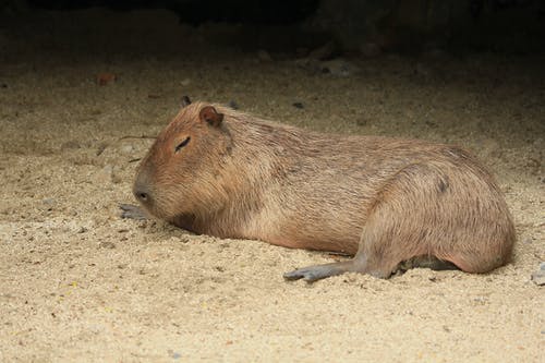 有关動物, 動物攝影, 哺乳動物的免费素材图片