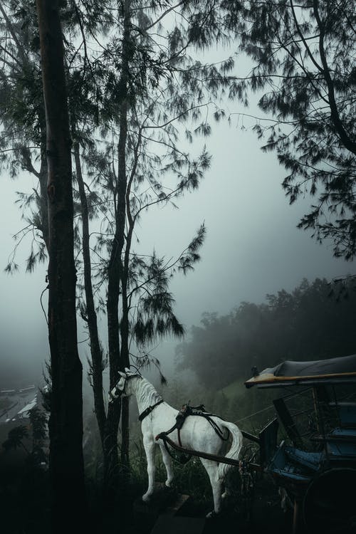 有关動物, 哺乳動物, 垂直拍摄的免费素材图片