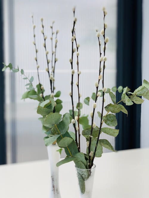 有关反射, 垂直的, 室内植物的免费素材图片