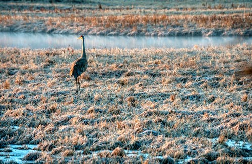 有关動物, 沙丘鹤, 沼泽地的免费素材图片