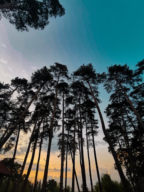 有关低角度拍攝, 樹木, 樹林的免费素材图片