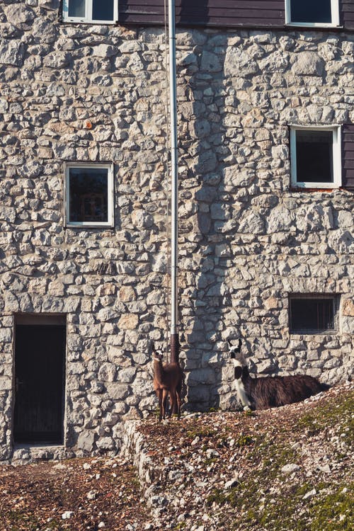 有关休息, 動物, 垂直拍摄的免费素材图片
