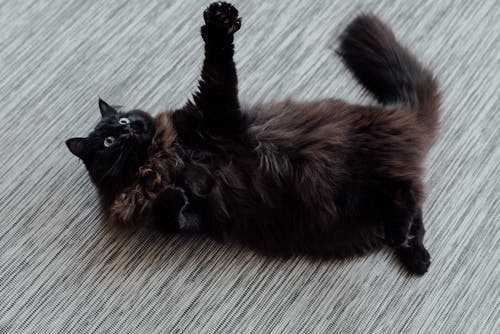 有关動物, 動物攝影, 哺乳動物的免费素材图片