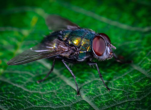 有关微距拍摄, 昆蟲, 模糊的背景的免费素材图片