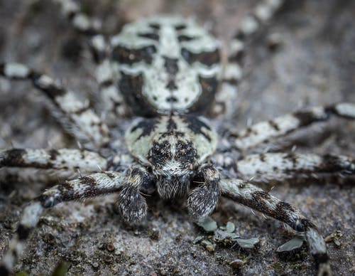 有关動物, 微距拍摄, 模糊的背景的免费素材图片