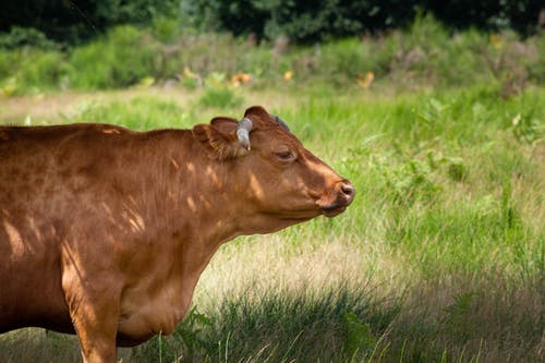 有关哺乳動物, 家畜, 棕色的牛的免费素材图片