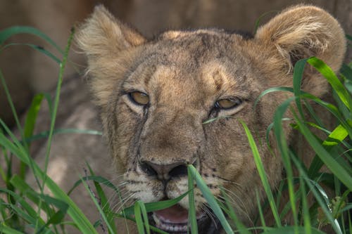 有关動物攝影, 危險, 哺乳動物的免费素材图片