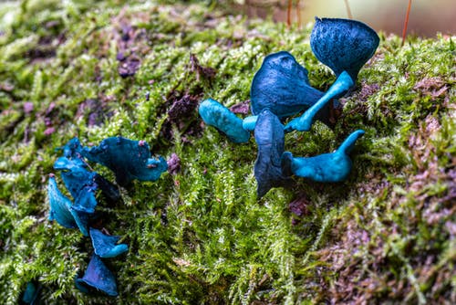 有关增長, 天性, 植物學的免费素材图片