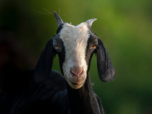 有关動物攝影, 家畜, 山羊的免费素材图片