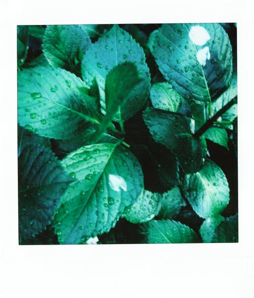 有关圖案, 植物, 植物摄影的免费素材图片