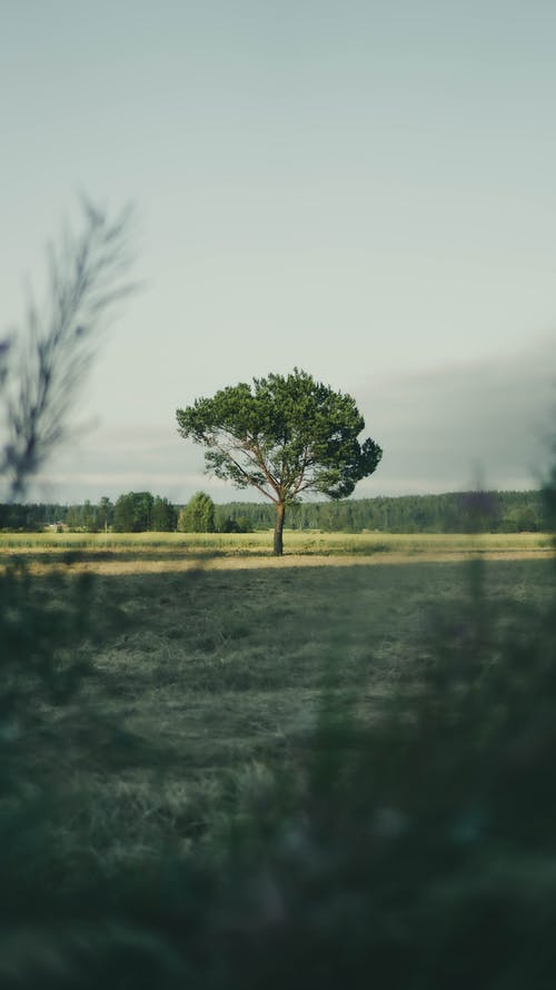 有关垂直拍摄, 天性, 景深的免费素材图片