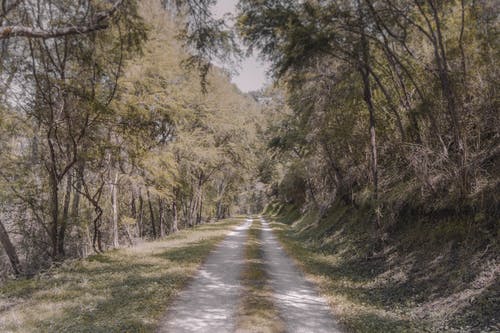 有关天性, 戶外, 樹木的免费素材图片