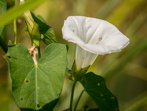 有关特写, 白色的花, 綠葉的免费素材图片